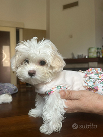 Maltipoo cuccioli