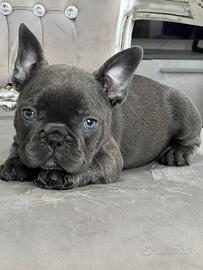Bulldog francese