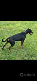Dobermann