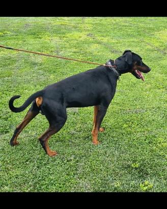 Dobermann