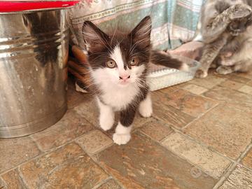 Gatti (2/3 mesi circa)