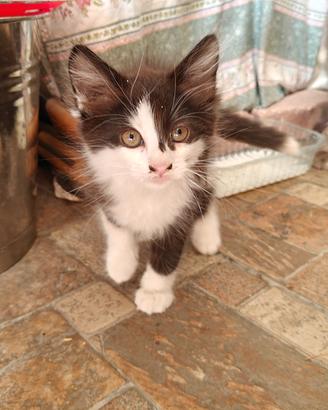 Gatti (2/3 mesi circa)