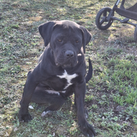 Cane corso