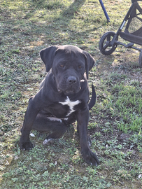 Cane corso