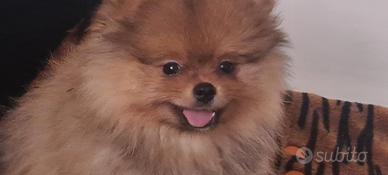 Spitz pomerania femmina