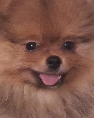 Spitz pomerania femmina