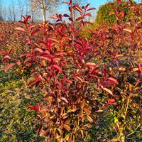 PHOTINIA