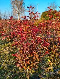 PHOTINIA
