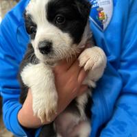 Cuccioli Border collie