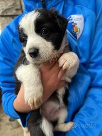 Cuccioli Border collie