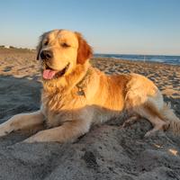 Golden retriever per Accoppiamento
