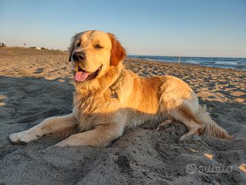 Golden retriever per Accoppiamento