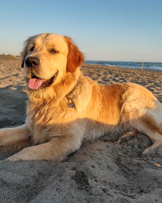 Golden retriever per Accoppiamento