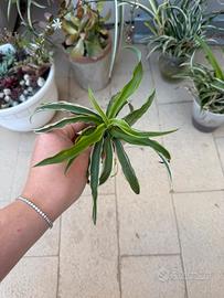Pianta falangio