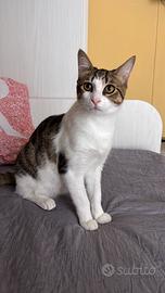 Gatti di 6 mesi