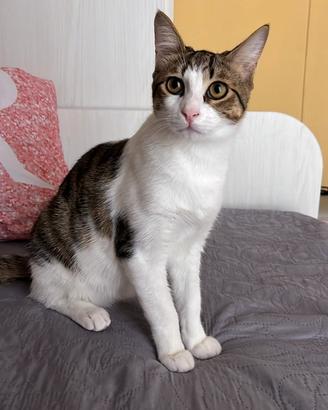 Gatti di 6 mesi