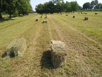 Fieni di medica, loietto, brado e miscugli