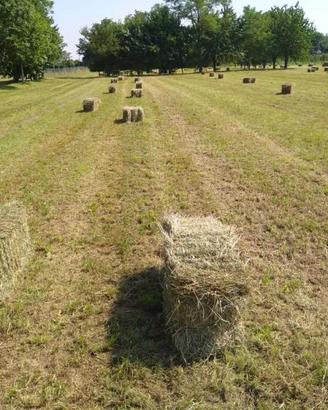 Fieni di medica, loietto, brado e miscugli