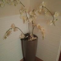 vaso con rami orchidea 