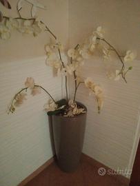 vaso con rami orchidea 