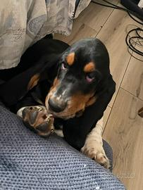 Bassethound maschio disponibile