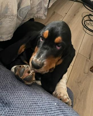 Bassethound maschio disponibile