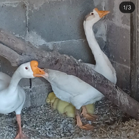 Maschio.cignoide biaco