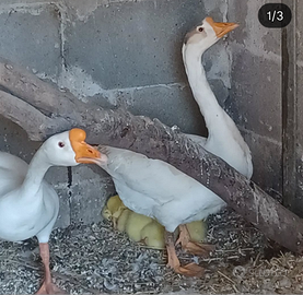 Maschio.cignoide biaco