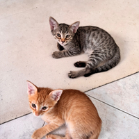 Regalasi gattini maschietti