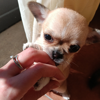 Cuccioli di chihuahua