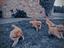 Immagine 6