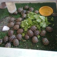 Baby Tartarughe THB