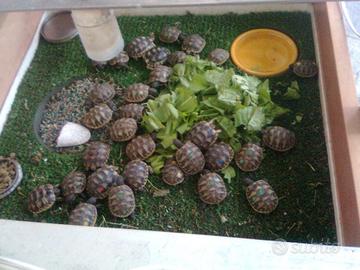 Baby Tartarughe THB