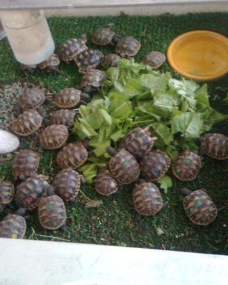Baby Tartarughe THB