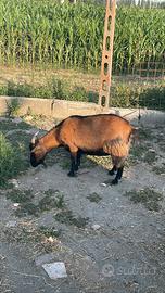 Pecora