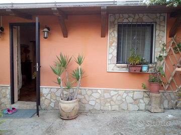 Violetta contrada pisciotto