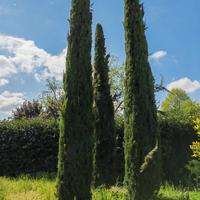 Piccoli cipressi