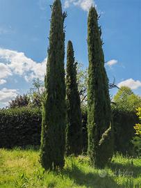 Piccoli cipressi