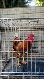 Gallo