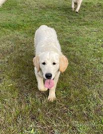 Cucciolona di Golden Retriever