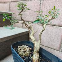 Bonsai di serissa