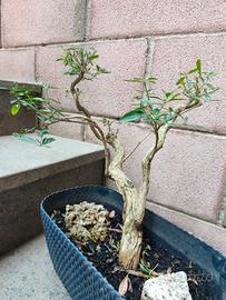 Bonsai di serissa