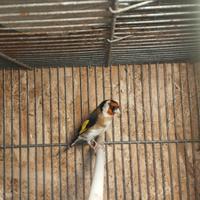 Cardellino
