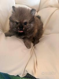 Cucciolo di Pomerania femmina