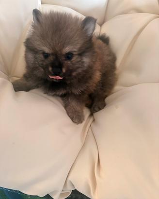 Cucciolo di Pomerania femmina