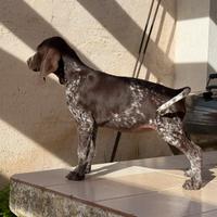 Bracco tedesco a pelo corto - Kurzhaar