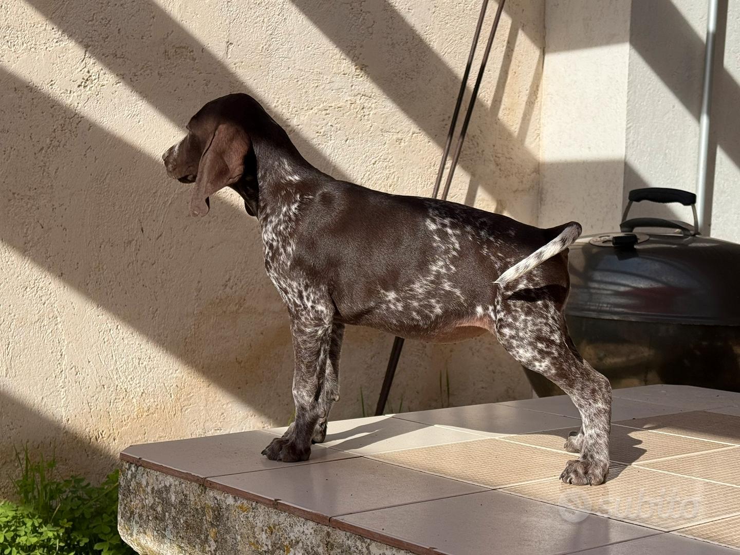 Bracco tedesco a pelo corto - Kurzhaar - Animali In vendita a Ragusa