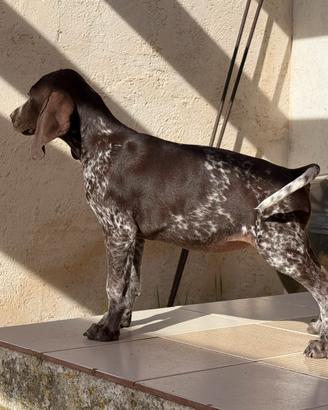 Bracco tedesco a pelo corto - Kurzhaar