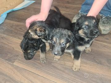 Pastore tedesco x belga