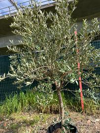 Olivo in vaso promo a 80 euro